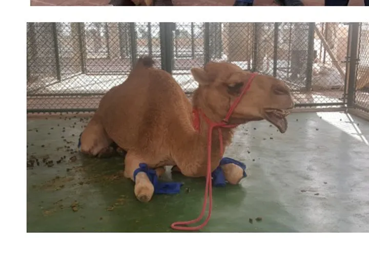 Dromedario alla clinica veterinaria di Dubai